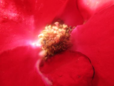 Yapraklar, yapraklar ve yeşil doğa