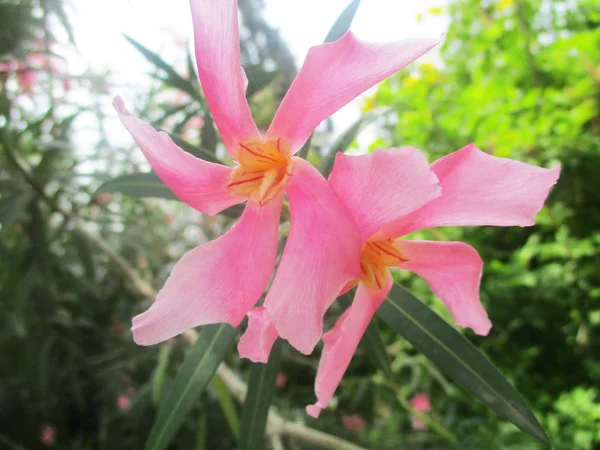 Bela Natureza Flores Coloridas — Fotografia de Stock