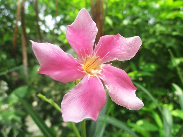 Krásná Příroda Barevné Květiny — Stock fotografie