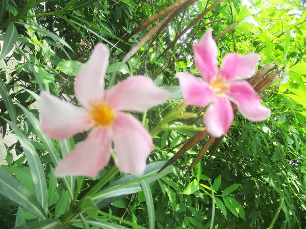 Bela Natureza Flores Coloridas — Fotografia de Stock