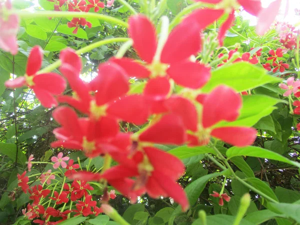 Hermosa Naturaleza Flores Coloridas — Foto de Stock