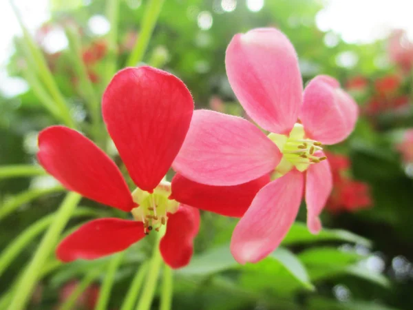 Beautiful Nature Colorful Flowers — Stock Photo, Image