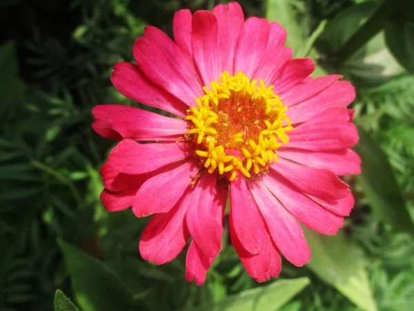 Beautiful Nature Colorful Flowers — Stock Photo, Image