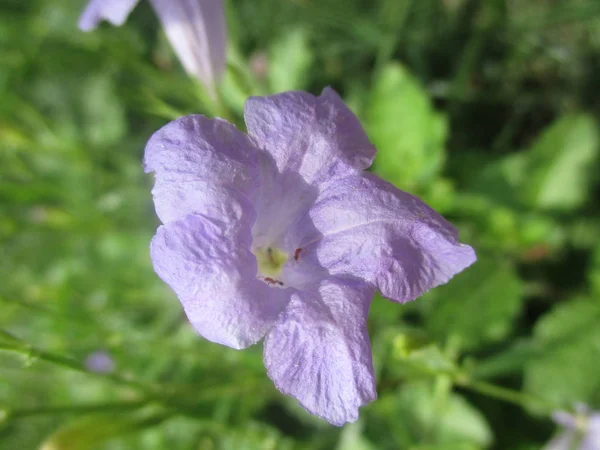 美丽的自然 五颜六色的花朵 — 图库照片