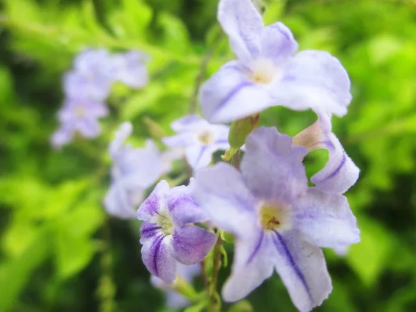 美丽的自然 五颜六色的花朵 — 图库照片