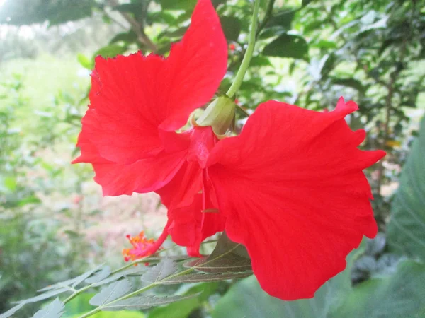 Güzel Doğa Renkli Çiçekler — Stok fotoğraf