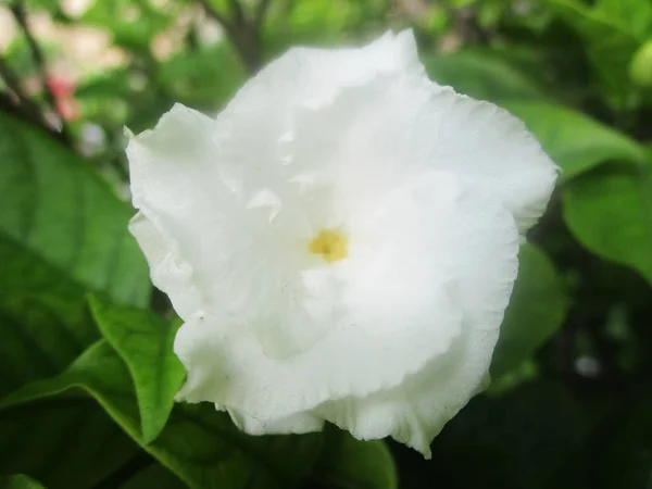 Bella Natura Fiori Colorati — Foto Stock