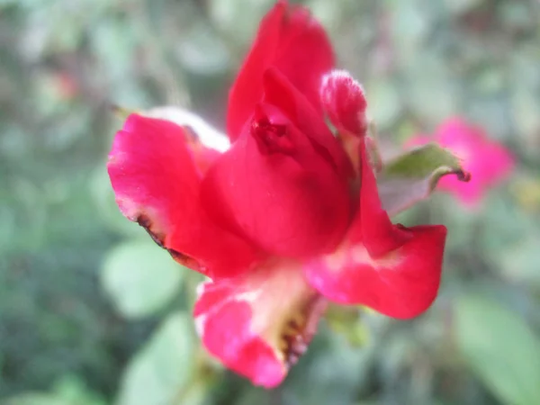 Vacker Natur Färgglada Blommor — Stockfoto