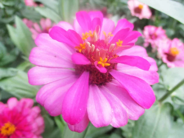 Schöne Natur Bunte Blumen — Stockfoto