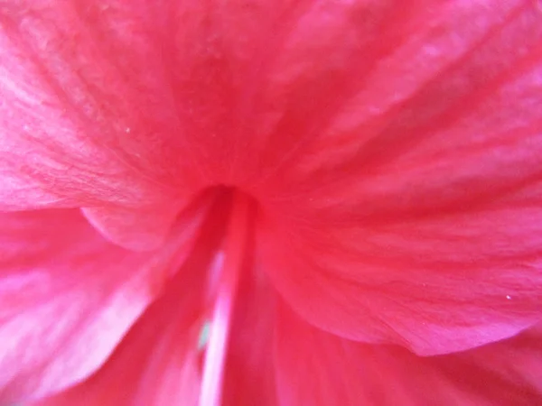 Hermosa Naturaleza Flores Coloridas — Foto de Stock