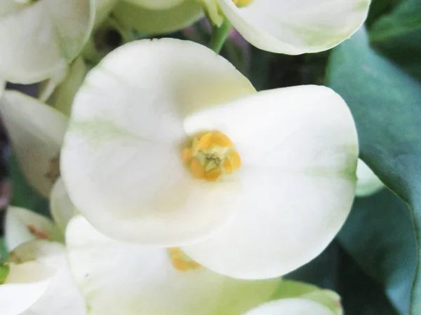 Hojas Follaje Naturaleza Verde — Foto de Stock