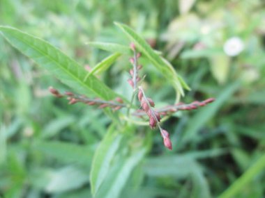 Yapraklar, yapraklar ve yeşil doğa