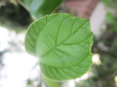 Yapraklar, yapraklar ve yeşil doğa