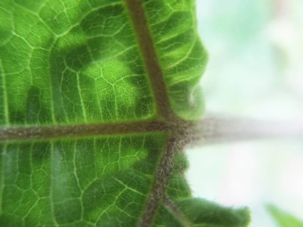 Feuilles Feuillage Nature Verte — Photo