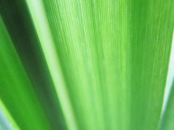 Blätter Laub Und Grüne Natur — Stockfoto