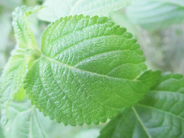 Bladeren Gebladerte Groene Natuur — Stockfoto