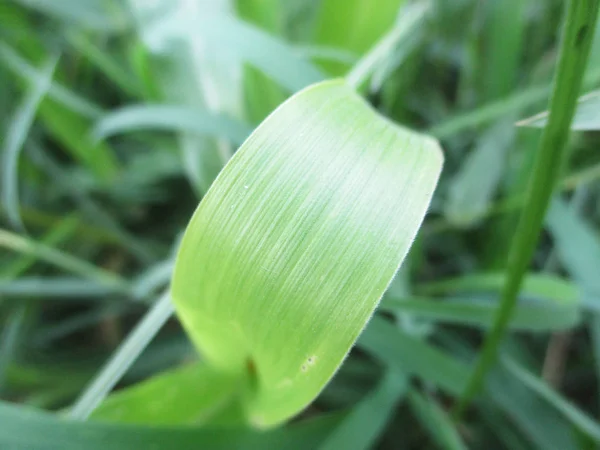 Folhas Folhagem Natureza Verde — Fotografia de Stock