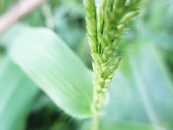 Bladeren Gebladerte Groene Natuur — Stockfoto