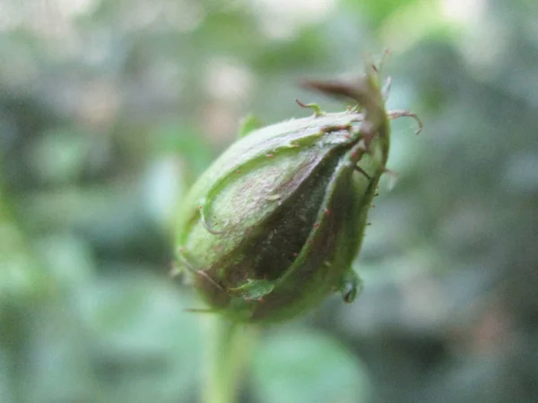 Bladeren Gebladerte Groene Natuur — Stockfoto