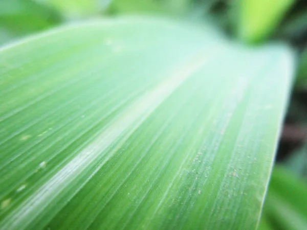 Feuilles Feuillage Nature Verte — Photo