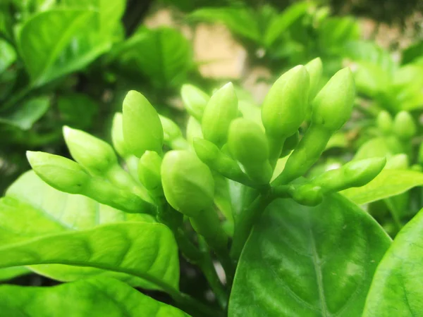 Bladeren Gebladerte Groene Natuur — Stockfoto