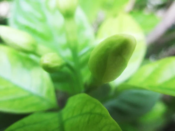 Blätter Laub Und Grüne Natur — Stockfoto