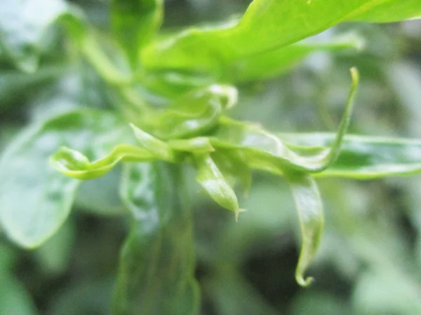 Hojas Follaje Naturaleza Verde —  Fotos de Stock