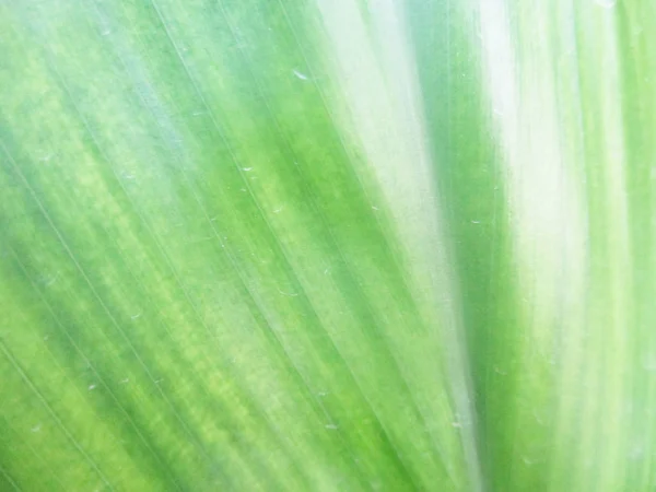 Blätter Laub Und Grüne Natur — Stockfoto