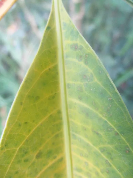 Feuilles Feuillage Nature Verte — Photo