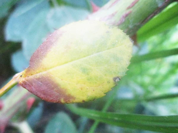 Hojas Follaje Naturaleza Verde —  Fotos de Stock