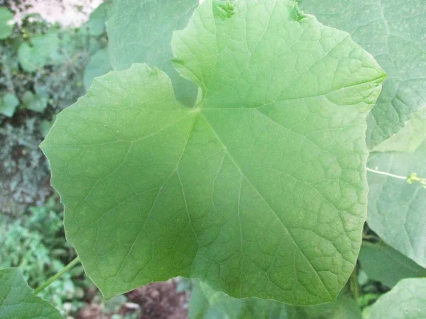 Daun Dedaunan Dan Alam Hijau — Stok Foto