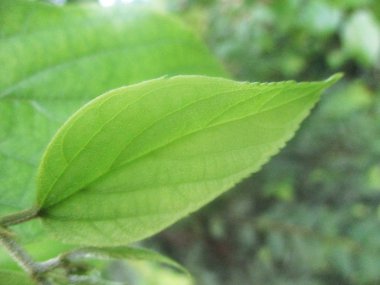 Yapraklar, yapraklar ve yeşil doğa