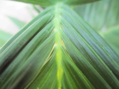 Yapraklar, yapraklar ve yeşil doğa 