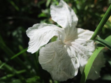 Yapraklar, yapraklar ve yeşil doğa 