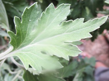 Yapraklar, yapraklar ve yeşil doğa 