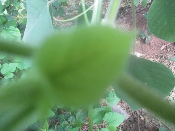 Hojas Follaje Naturaleza Verde —  Fotos de Stock