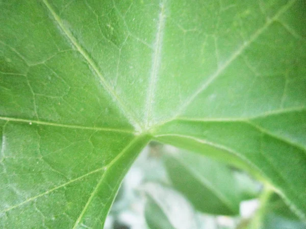 Hojas Follaje Naturaleza Verde —  Fotos de Stock