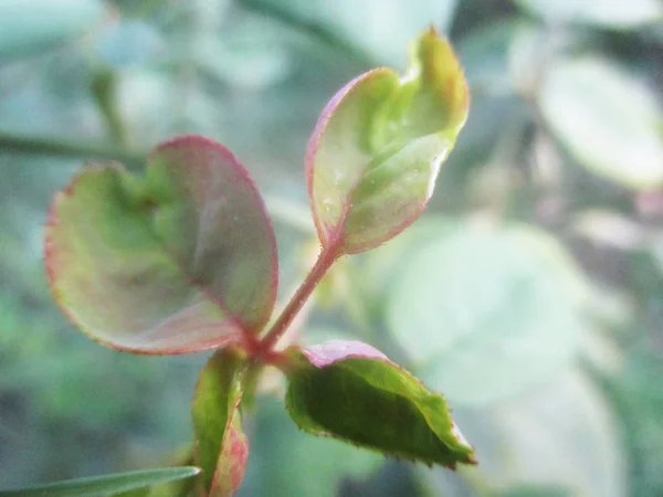 Blad Lövverk Och Grön Natur — Stockfoto