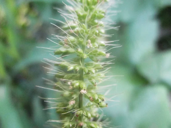 Blätter Laub Und Grüne Natur — Stockfoto