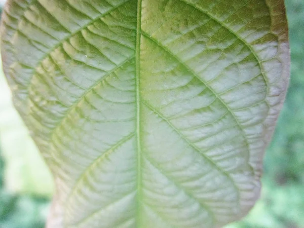 Daun Dedaunan Dan Alam Hijau — Stok Foto