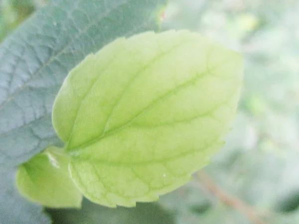 Bladeren Gebladerte Groene Natuur — Stockfoto