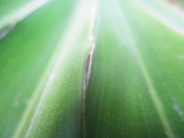 Blätter Laub Und Grüne Natur — Stockfoto