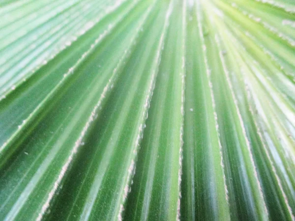 Blätter Laub Und Grüne Natur — Stockfoto