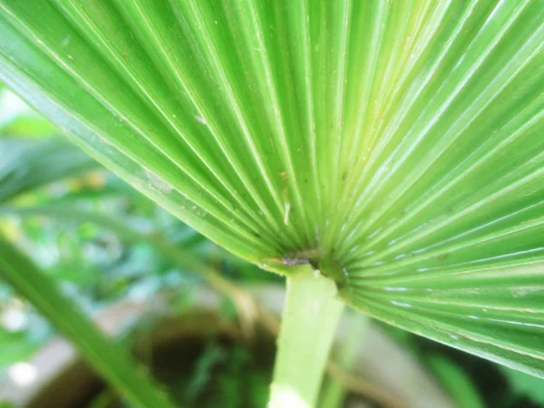 Bladeren Gebladerte Groene Natuur — Stockfoto