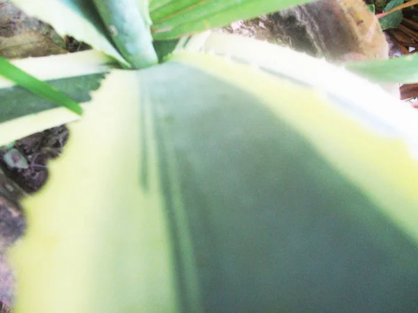 Hojas Follaje Naturaleza Verde — Foto de Stock