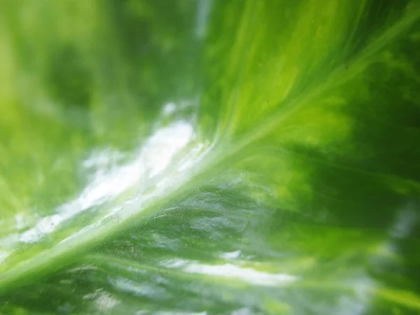 Blad Lövverk Och Grön Natur — Stockfoto