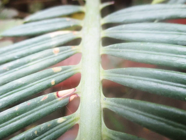 Feuilles Feuillage Nature Verte — Photo