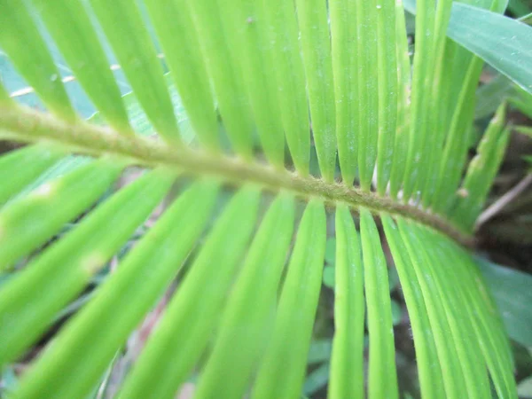 Folhas Folhagem Natureza Verde — Fotografia de Stock