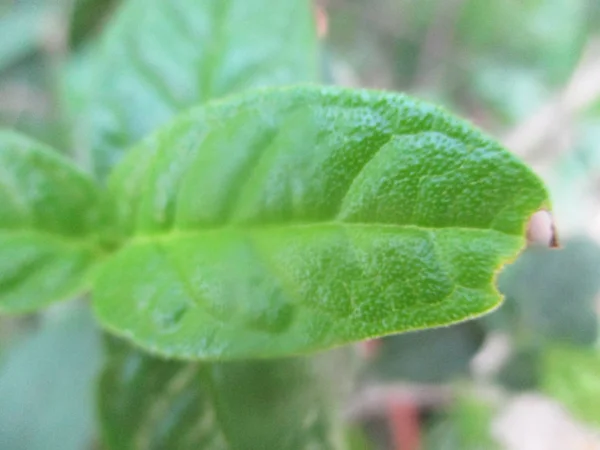 Feuilles Feuillage Nature Verte — Photo