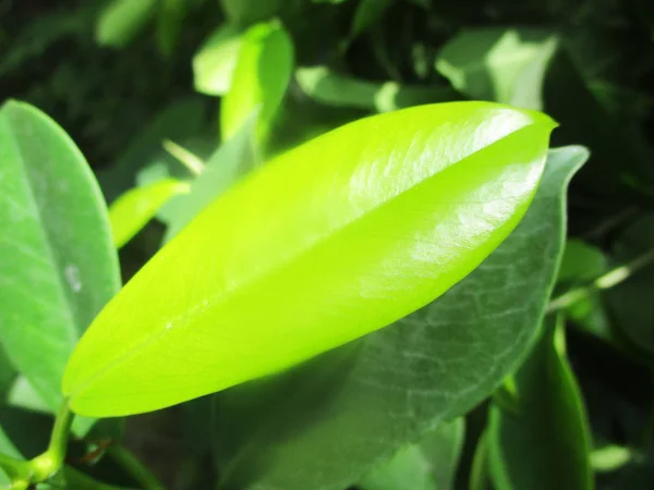 Foglie Fogliame Natura Verde — Foto Stock